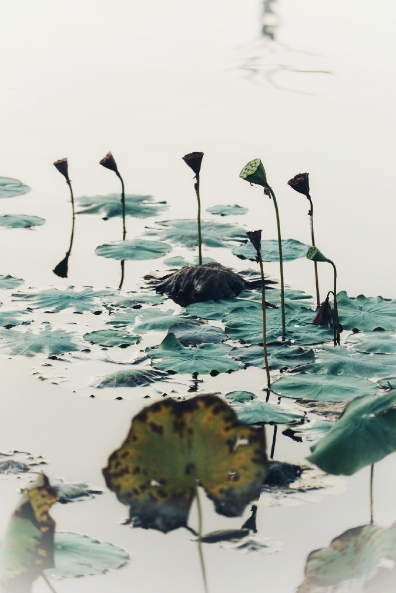 荷残风骨在竹老气节存