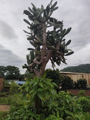 1000017336