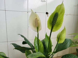 1000017159