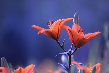 8417228F-D6E0-4B22-BFD5-E7F89A95C8BB/L0/001