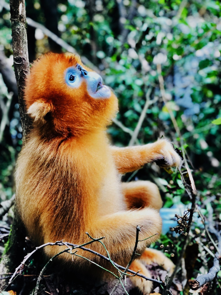 金丝猴的可爱表情包谢谢各位帅哥美女老板大哥姐姐妹妹