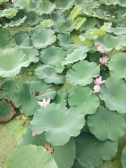 1107