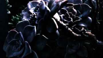 1000021165