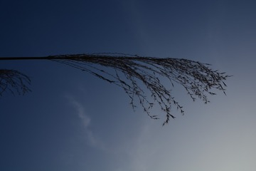 424453