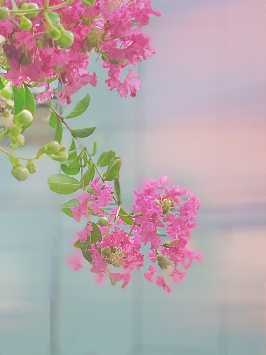 清丽飘逸 - 樱与花 - 图虫