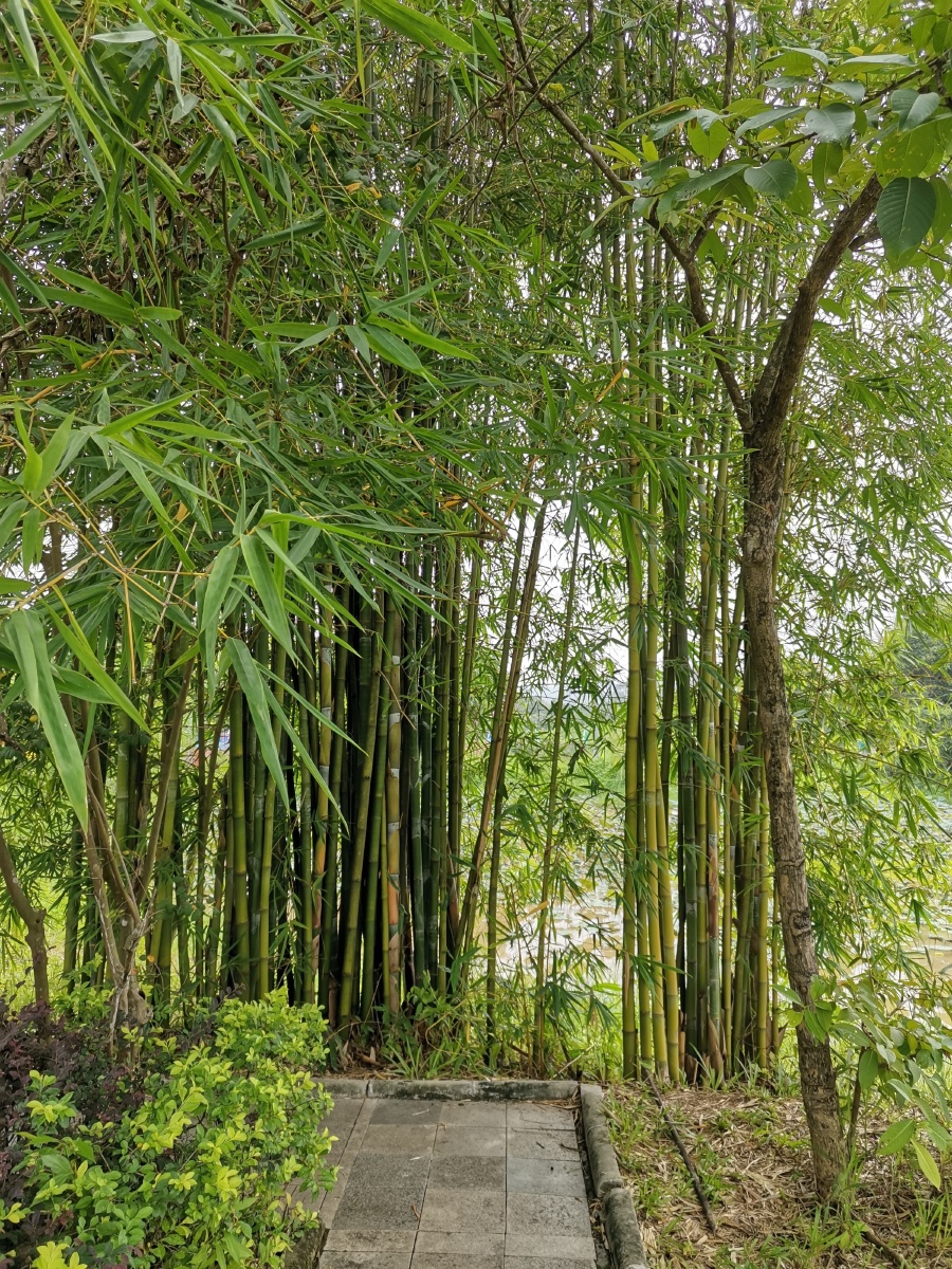 拍摄于广州市增城区莲塘春色的竹子,风景宜人