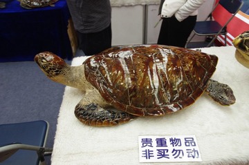 西洽会01