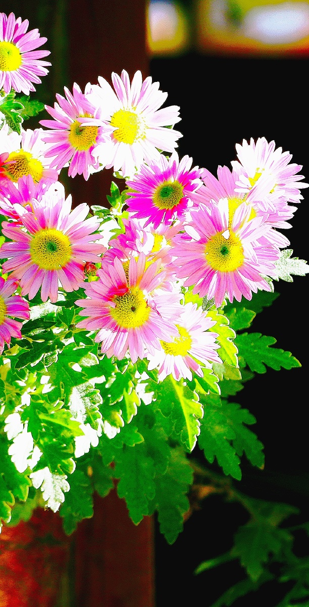 22日1084关注高原上的小雏菊山东摄影家俱乐部微距&静物日系静物摄影