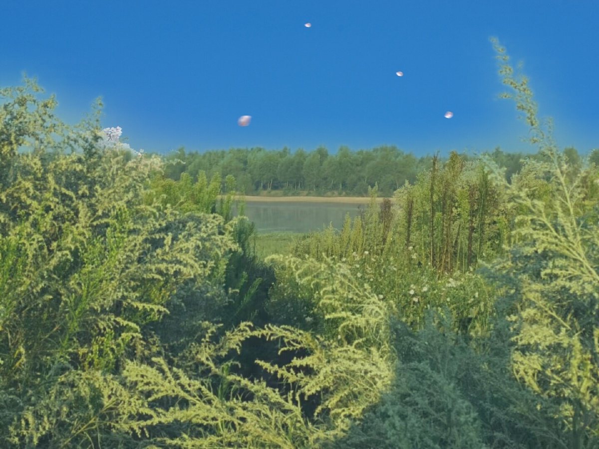 河之美为绿草扶衬