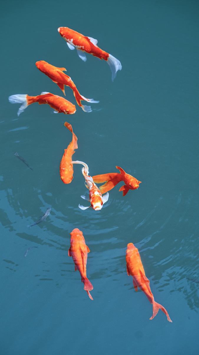 一北2021年9月15日1211关注锦鲤抓拍水下的纪实您的打赏,是最大的鼓励