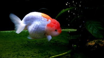 16553