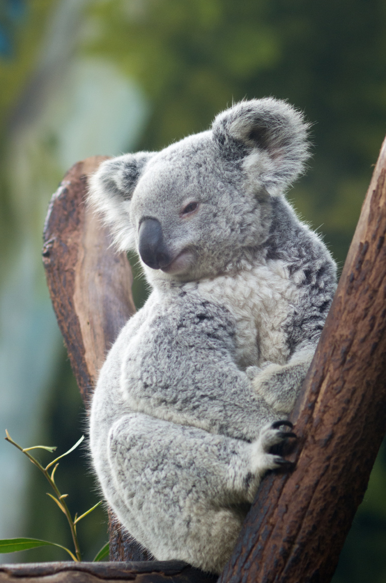 考拉三连拍 - sonnekater - 图虫网 - 优质摄影师交流社区