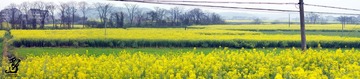 20120404-拼接1.jpg