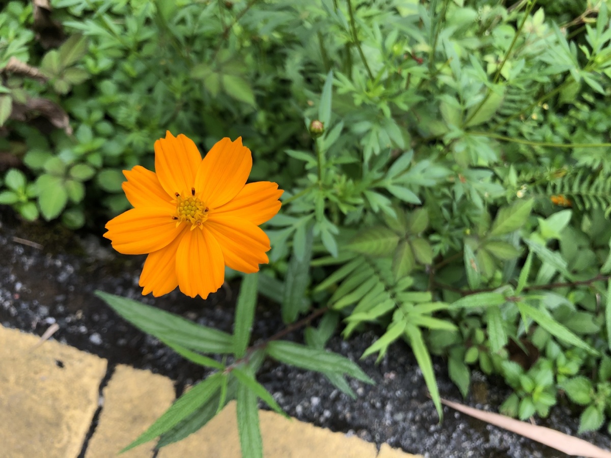 路边的一朵小花