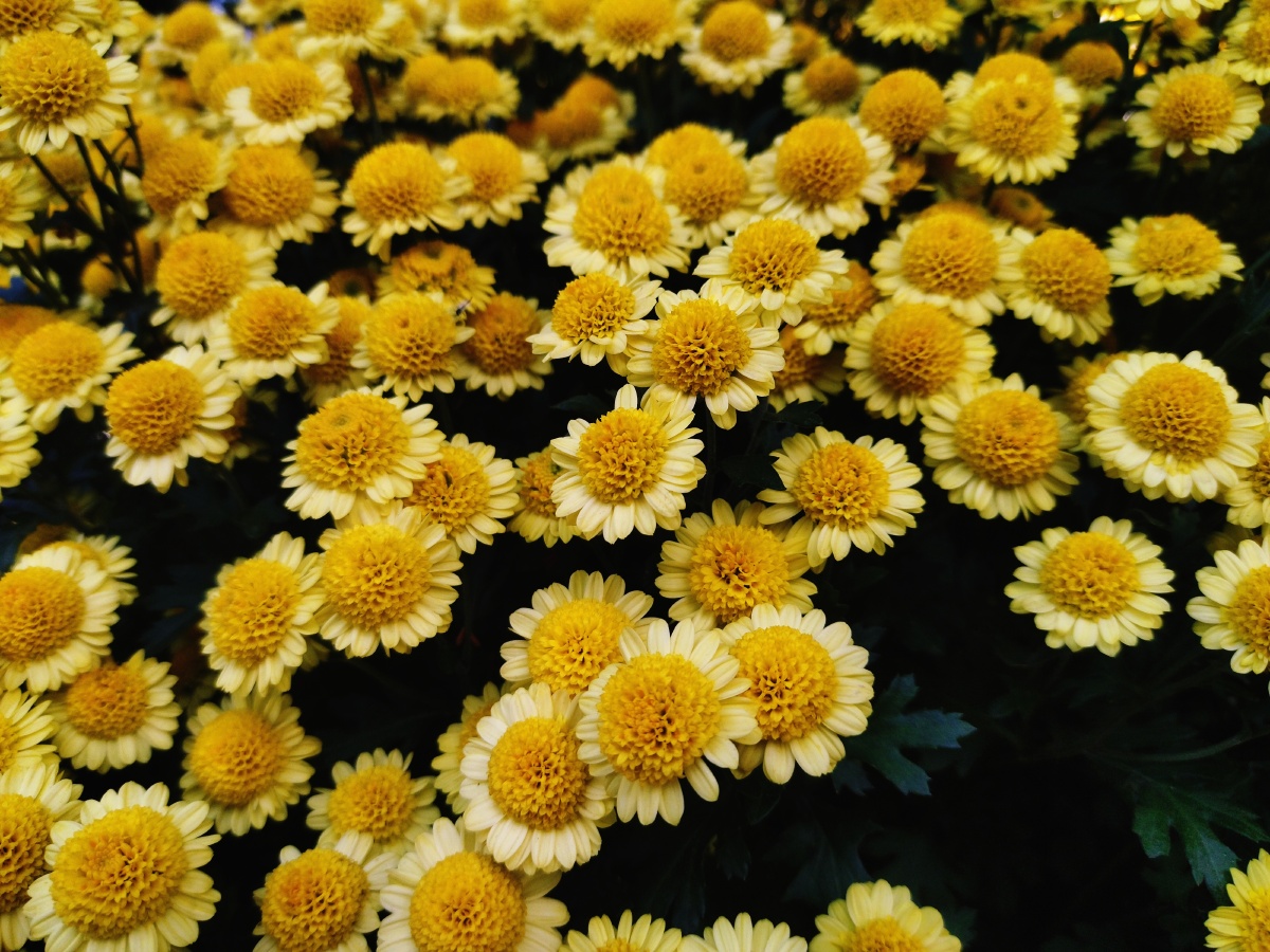 一片的小黄菊花