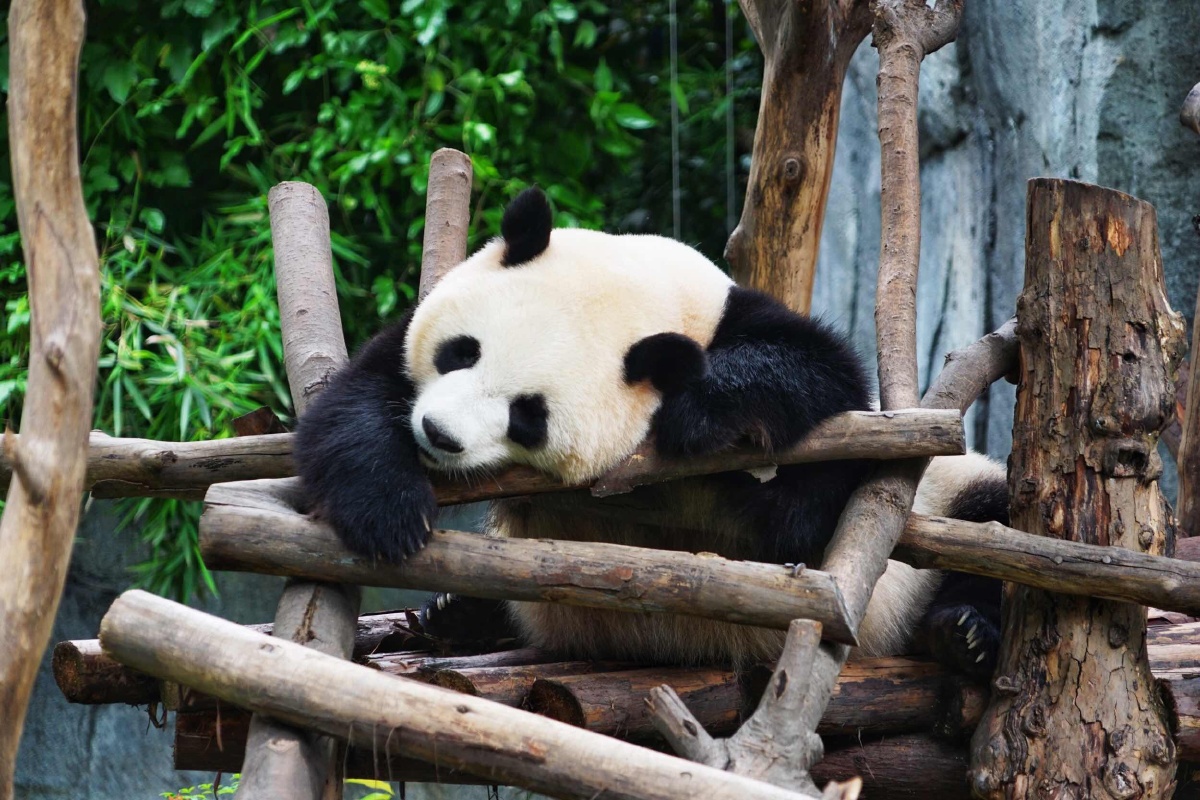 熊猫- zenxiong - 图虫