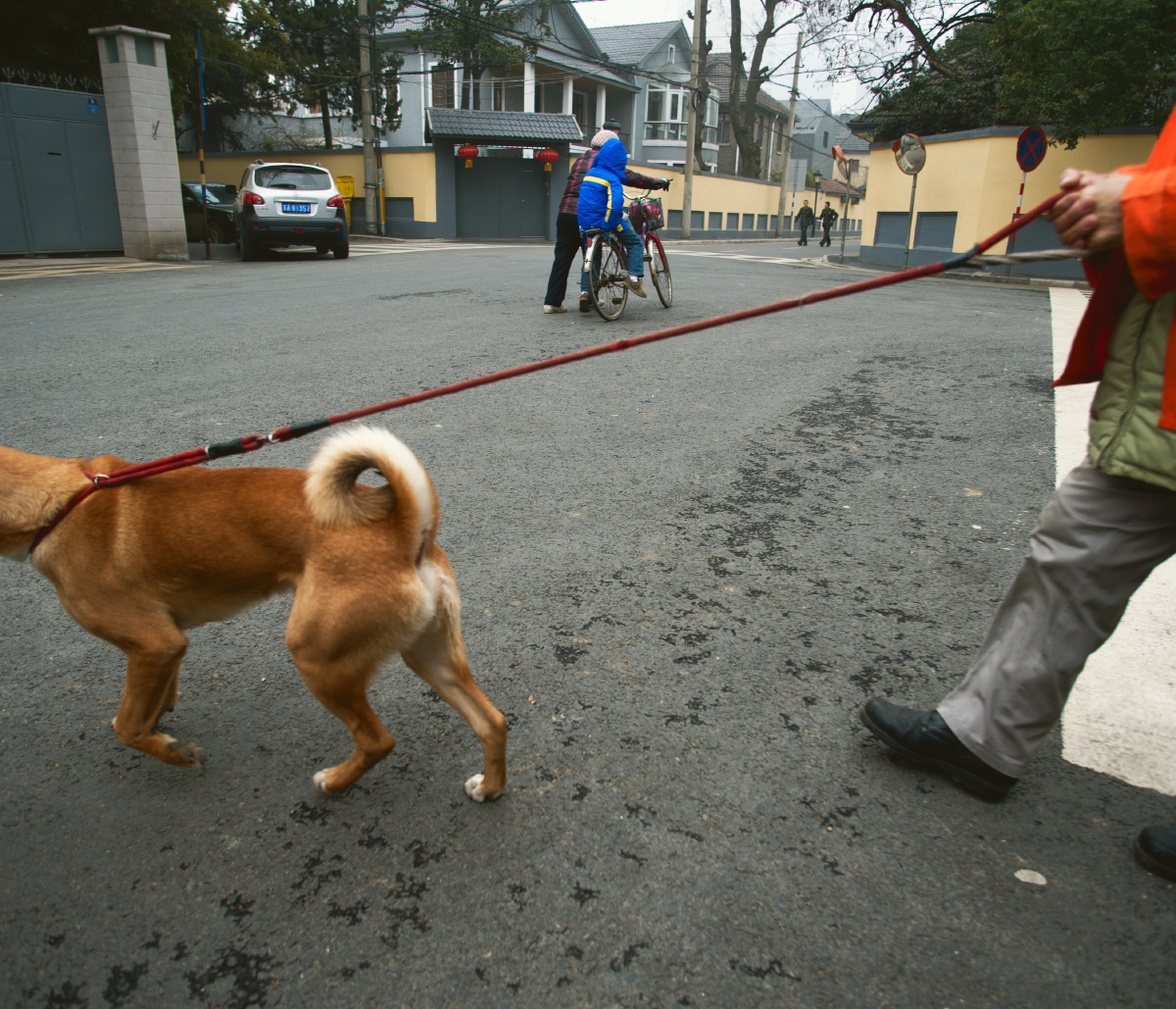 好像好久没发图了 - 霓虹撒一狗 - 图虫网 - 优质摄影师交流社区