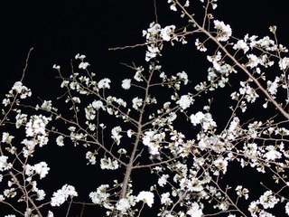 24FE2D1F-1F56-4261-A48D-88EC26D8D44D/L0/001