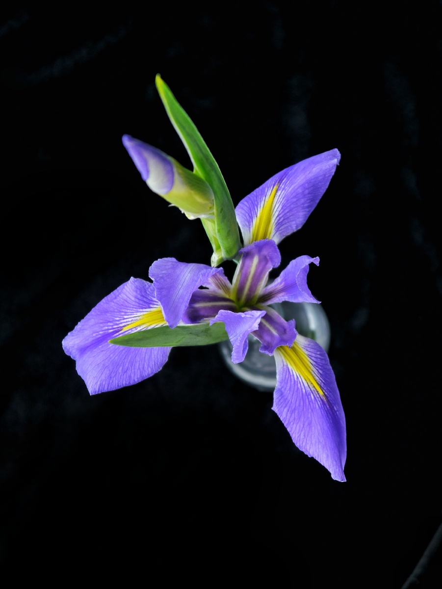鸢尾花又名爱丽丝,是一种多年生开花植物,有蓝色和紫色两种颜色,这种
