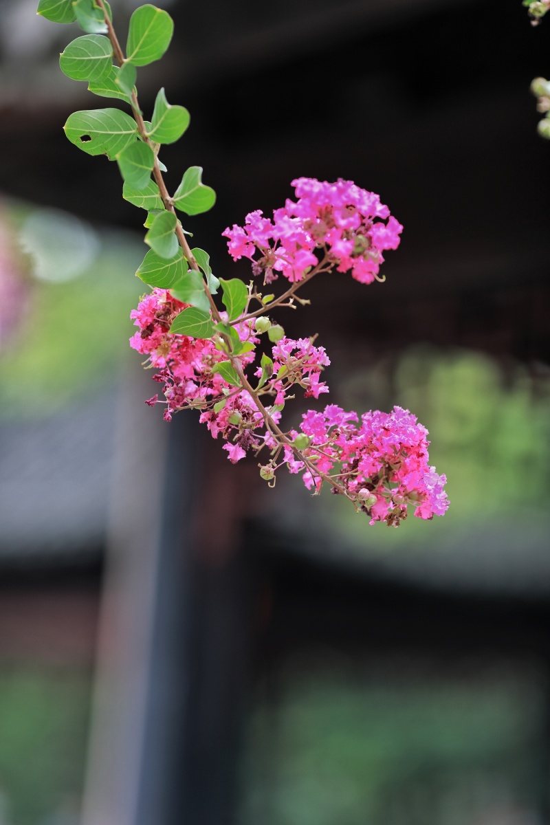 紫薇花紫薇花的花语寓意为女性,好运,雄辩,和平,沉迷的爱.