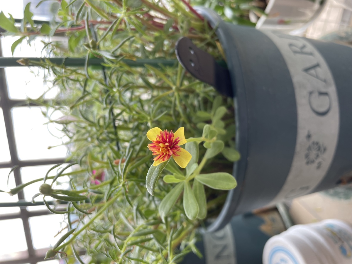 宽叶黄色重楼太阳花 - 尔双 - 图虫