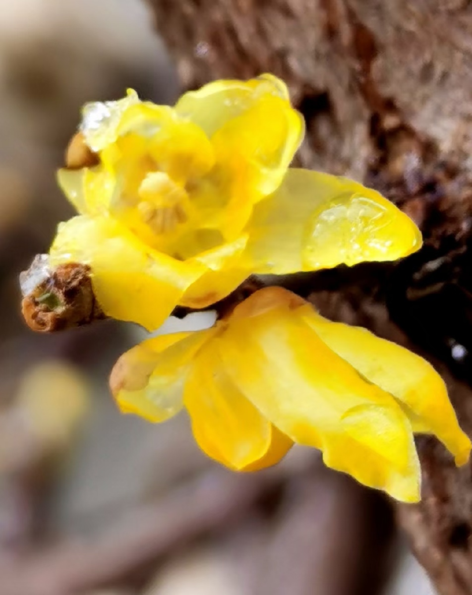 在寒冷的冬季腊梅花开的最旺盛下过雪后在雪地里可以清晰的看见腊梅花