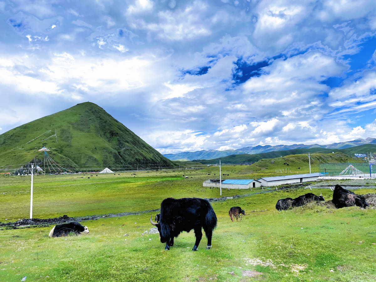 塔公草原的牦牛 - 老李crazy旅拍 - 图虫