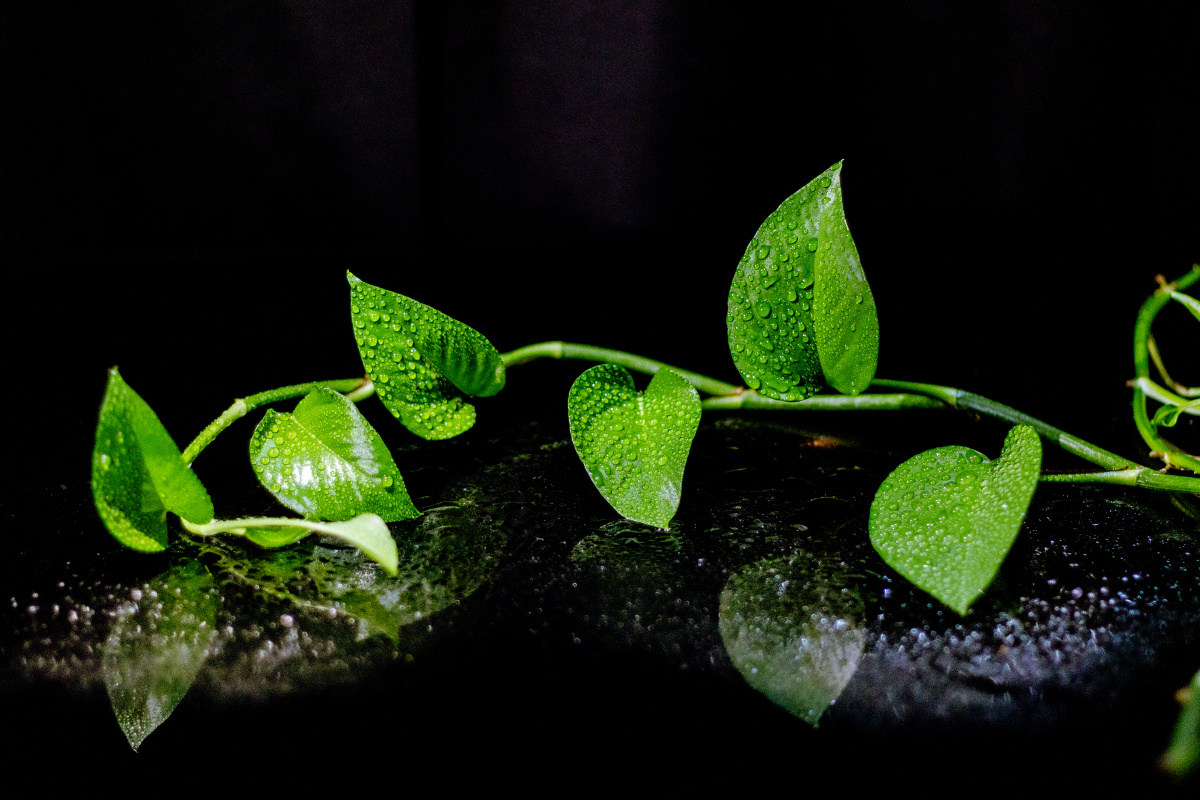 黑色背景中的植物