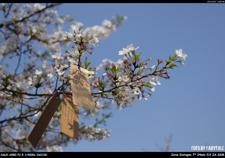 SAKURA祈愿<br />
