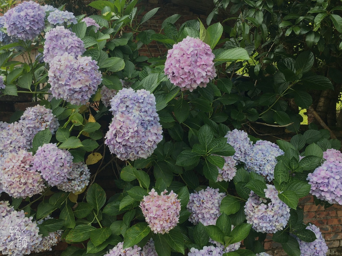 城南花已开花开花又落