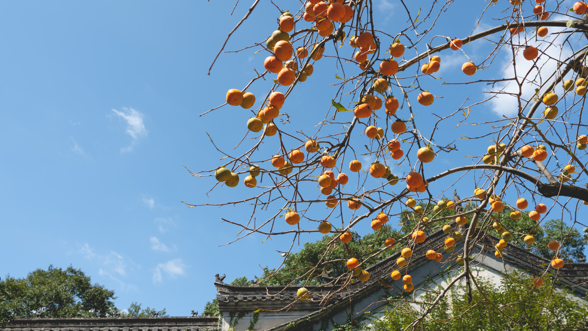 婺源,篁岭,柿子树