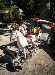 DSC_5000.jpg