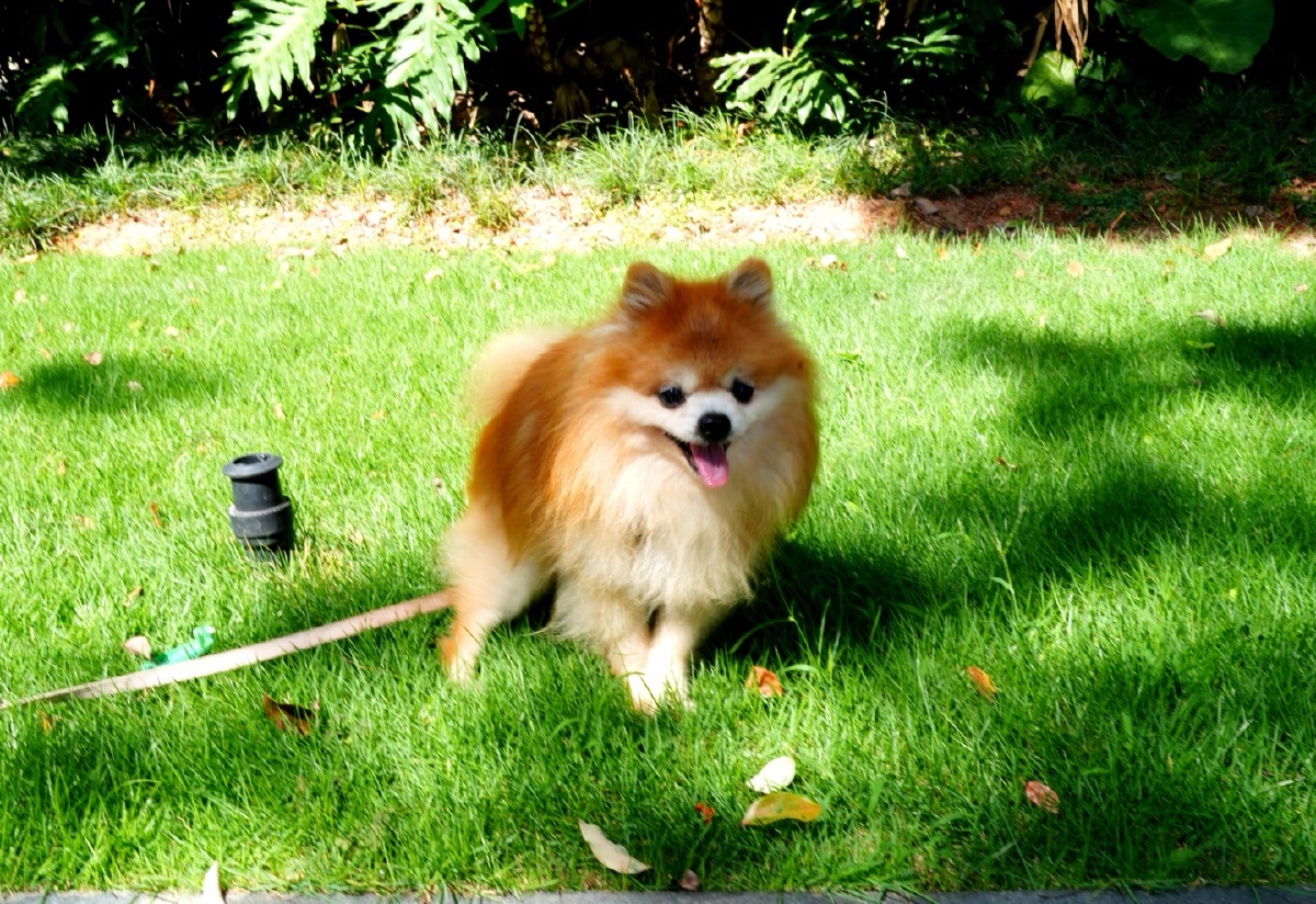 晴天 绿地 萌萌哒宠物狗狗