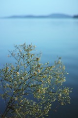 DP2M0096