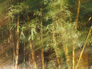 36F9C0FD-9826-4D90-A314-C3B3D396FCA6/L0/001