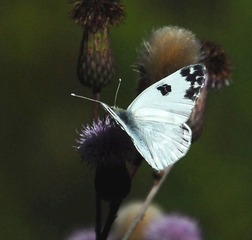 130534