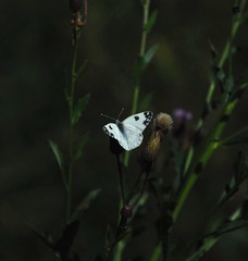 130533