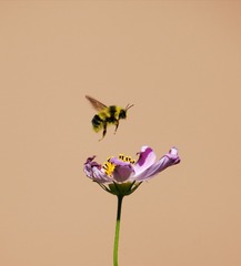 130536