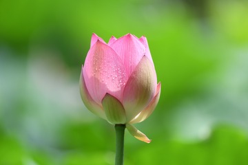 12901