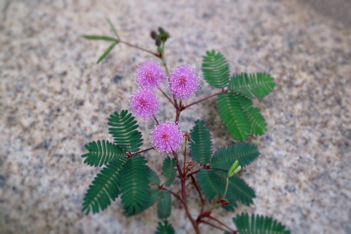 含羞草开花 - 小分词 - 图虫