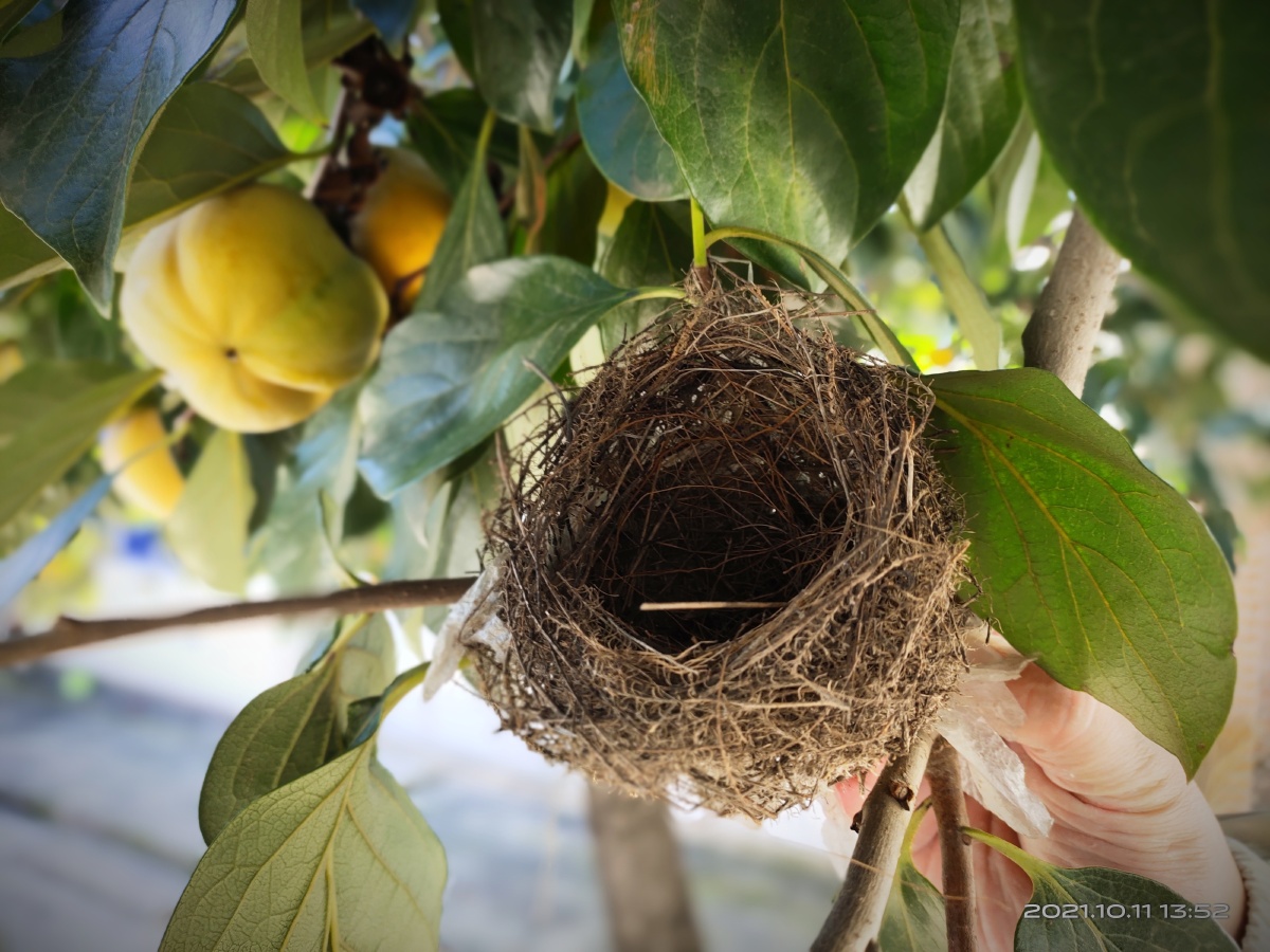 鸟巢鸟类的建筑师在树的细枝上建巢风吹枝摇荡而无损佩服