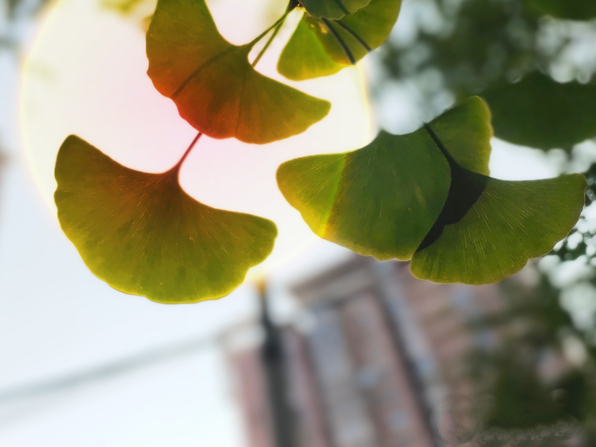 银杏叶 - 霞光之煜 - 图虫