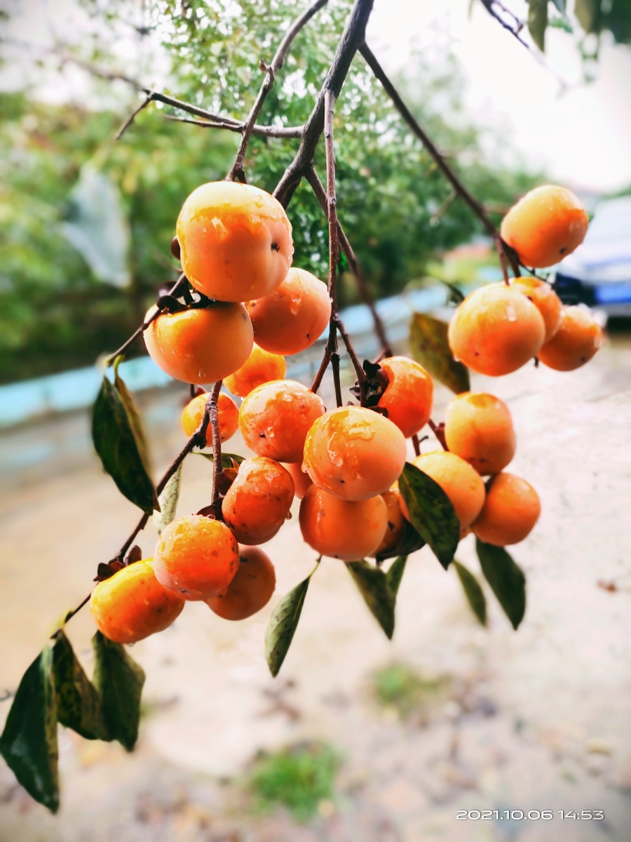 雨水包褒着柿子冰冰水汽挡不住熟了的柿子的脸