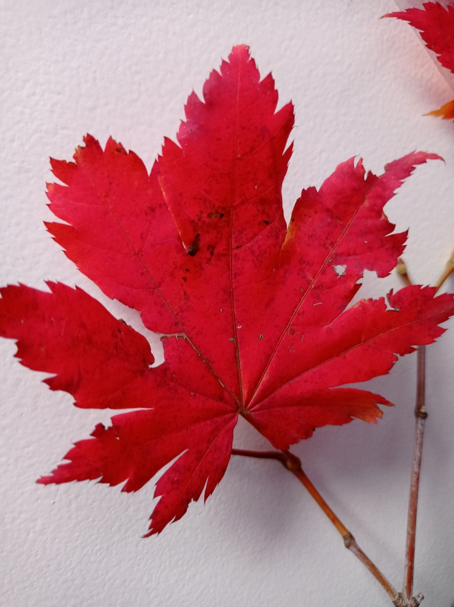 一片枫叶红似火