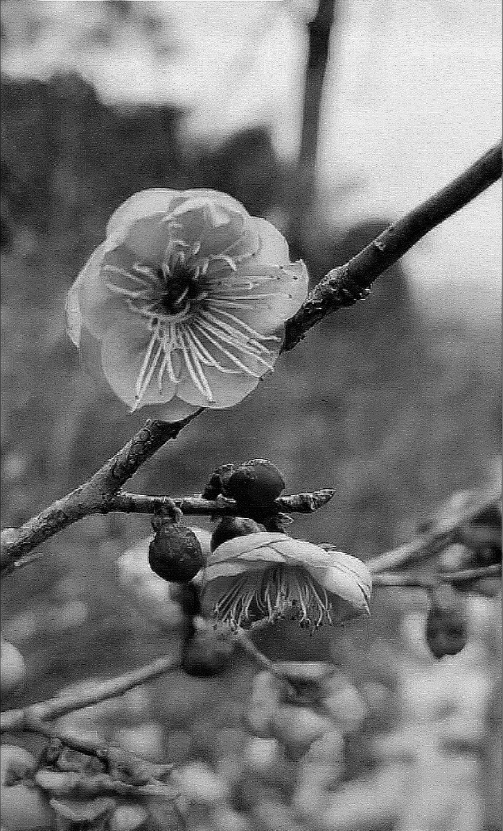 黑白梅花素材
