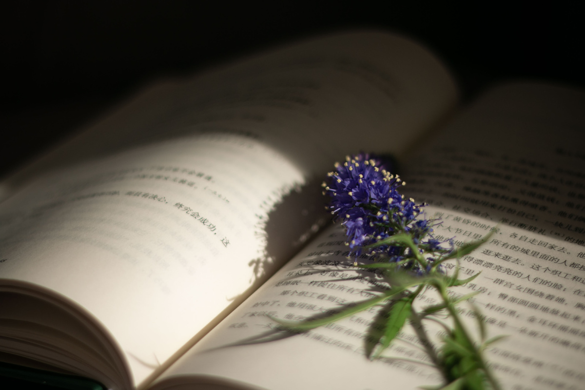 秋日午后阳光读一本书心血来潮放一支鼠尾草开始拍摄