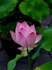 1000186216