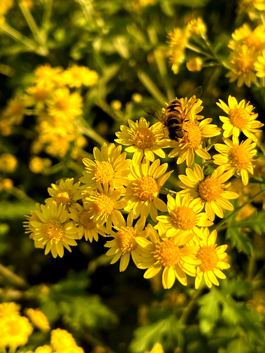 小清新 - 咖啡豆2021