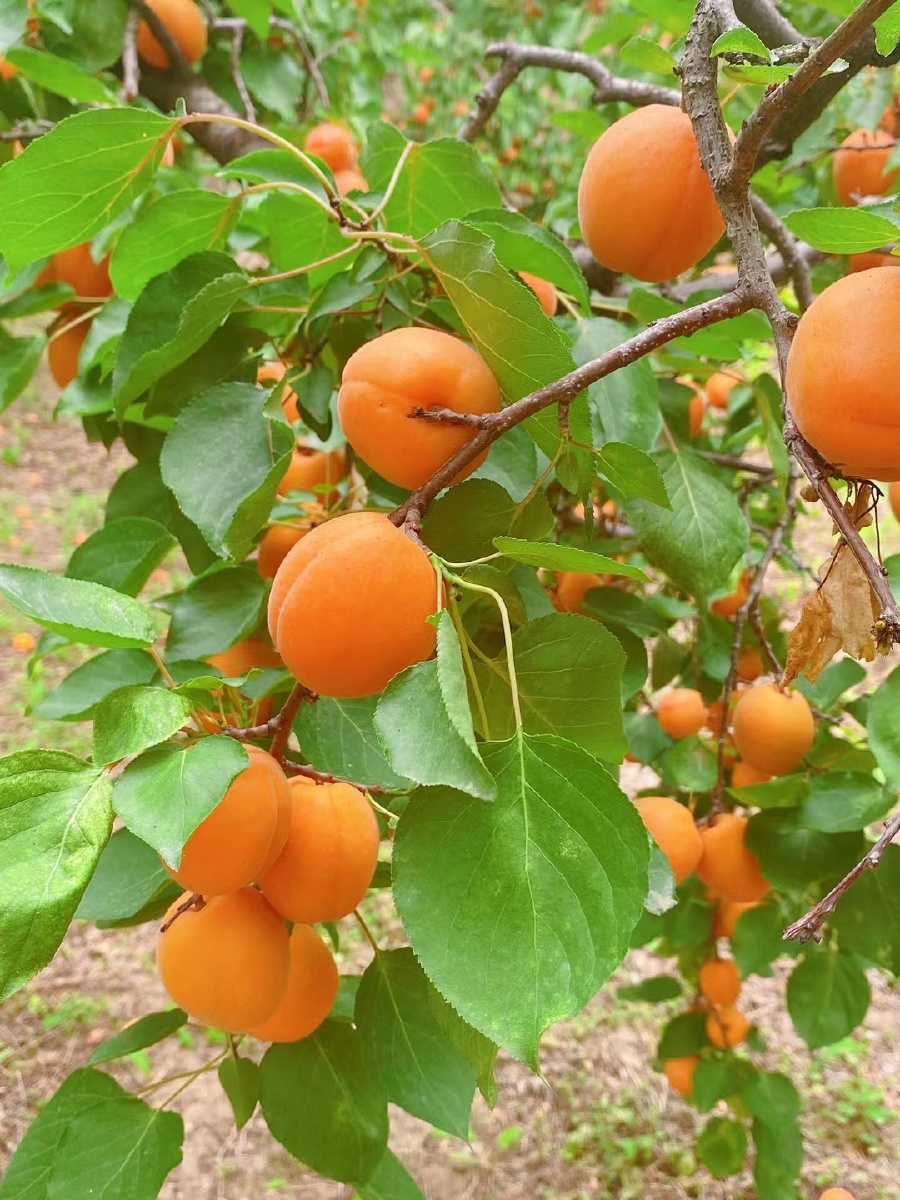 春杏的酸你是否还记得