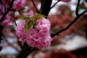 IMGP1111.jpg